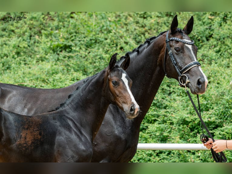 Oostenrijks warmbloed Hengst Veulen (03/2026)  in Unterpetersdorf
