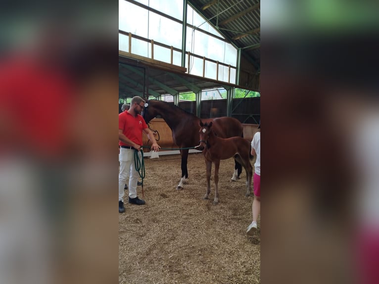Oostenrijks warmbloed Hengst Veulen (06/2026) Roodbruin in Hinteregg