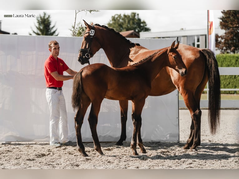 Oostenrijks warmbloed Hengst Veulen (01/2026)  in St. Ulrich am Pillersee