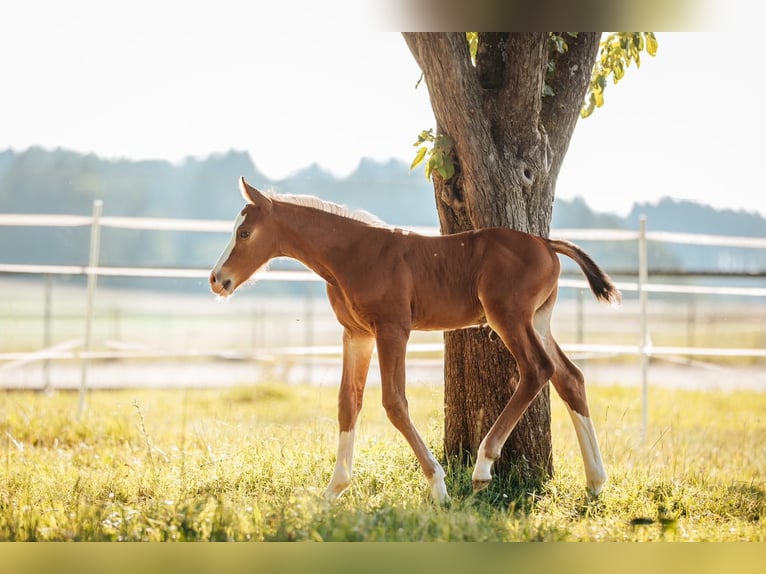 Oostenrijks warmbloed Hengst  in Unterwald