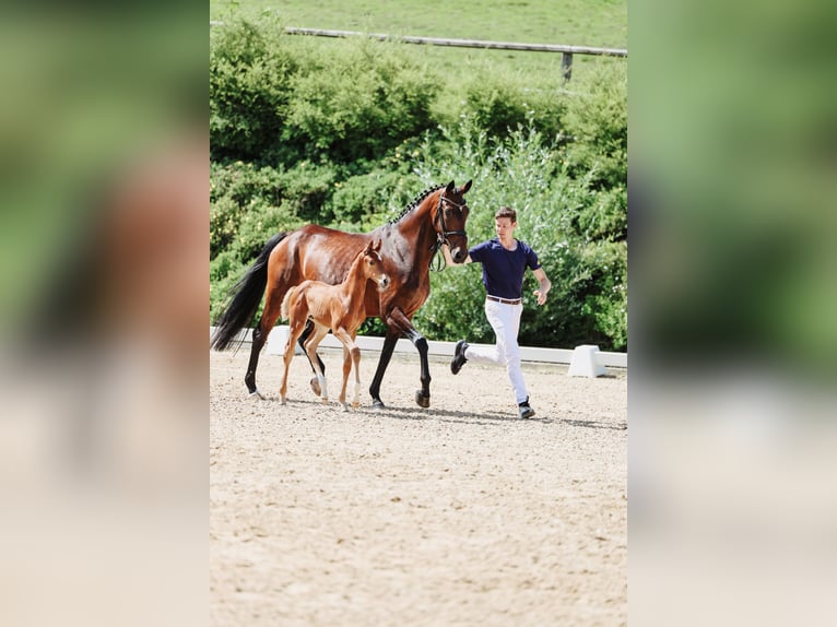 Oostenrijks warmbloed Hengst veulen (05/2024) Vos in Haag am Hausruck