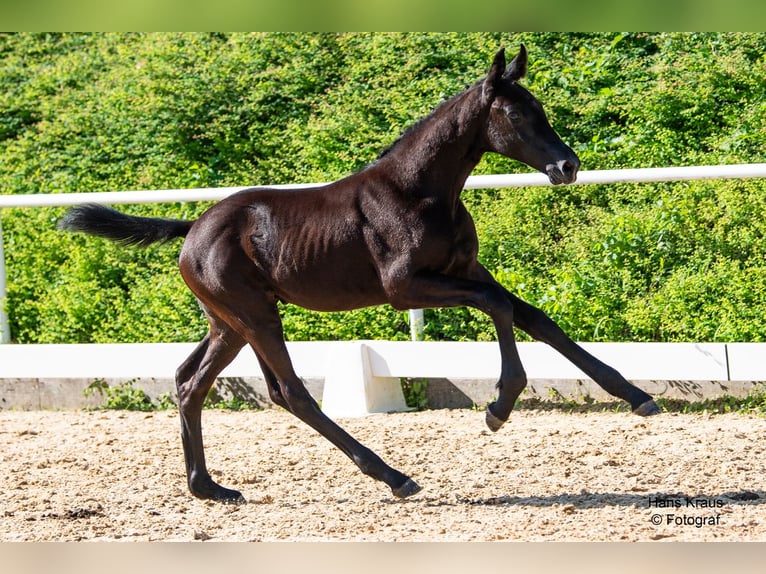 Oostenrijks warmbloed Hengst veulen (04/2024) Zwart in Sankt Georgen am Ybbsfeld