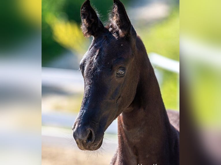 Oostenrijks warmbloed Hengst veulen (04/2024) Zwart in Sankt Georgen am Ybbsfeld