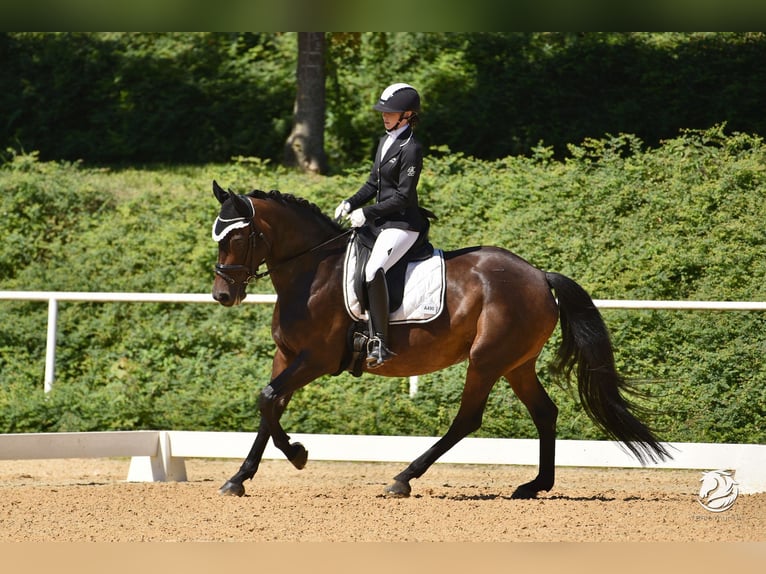 Oostenrijks warmbloed Merrie 10 Jaar 162 cm in Gallneukirchen