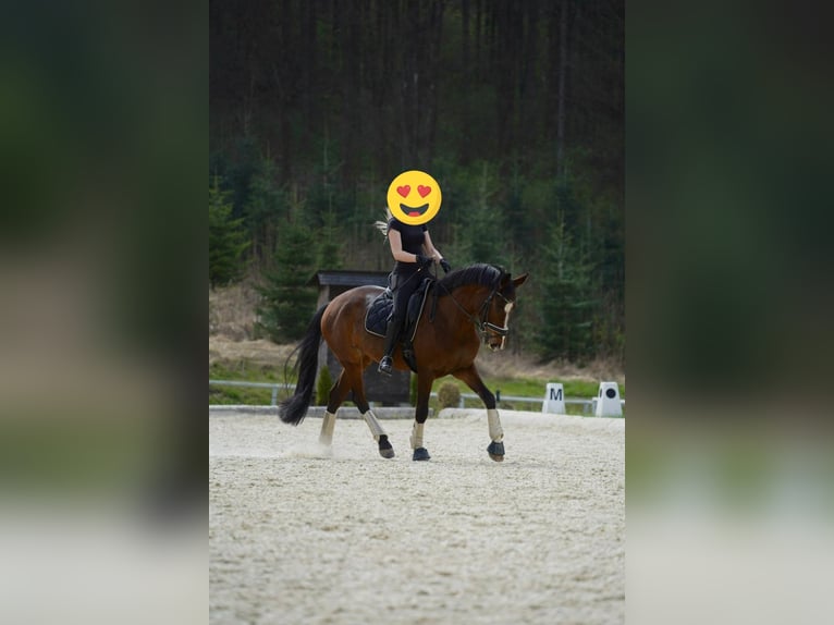 Oostenrijks warmbloed Merrie 10 Jaar 165 cm Bruin in Sankt Marein im Mürztal