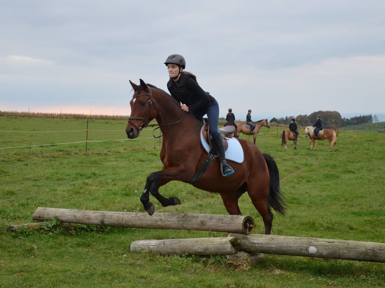 Oostenrijks warmbloed Merrie 10 Jaar 165 cm Bruin in Lichtenberg