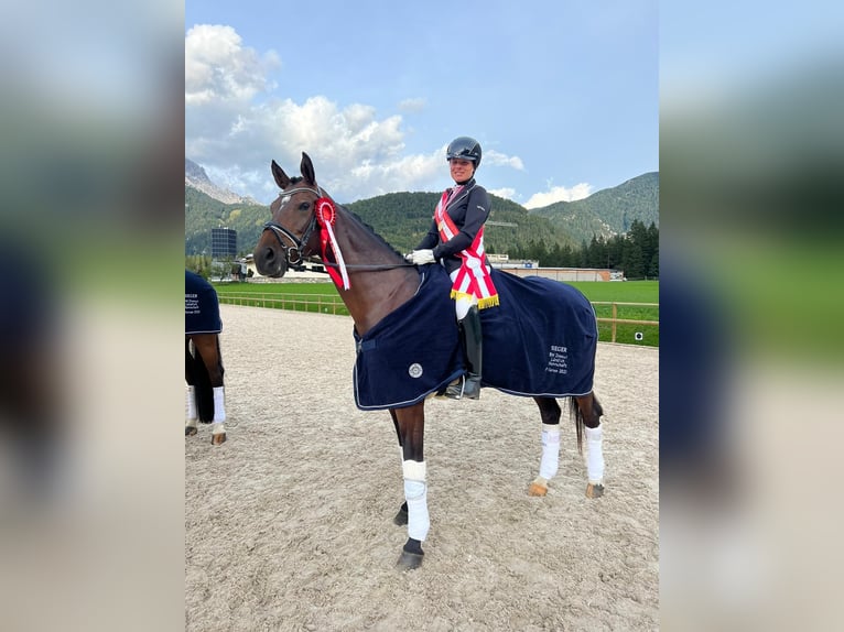 Oostenrijks warmbloed Merrie 10 Jaar 165 cm Donkerbruin in Mühlen/ Steiermark