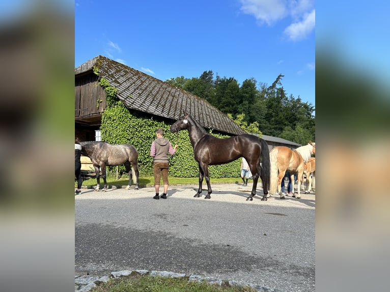 Oostenrijks warmbloed Merrie 10 Jaar 166 cm Zwart in Neumarkt
