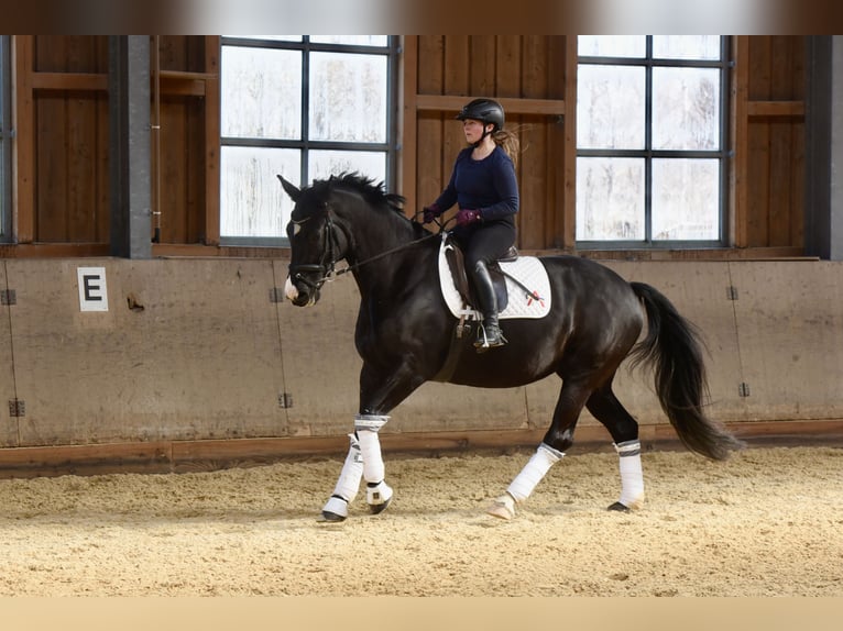 Oostenrijks warmbloed Merrie 10 Jaar 167 cm Zwart in Ebenfurth