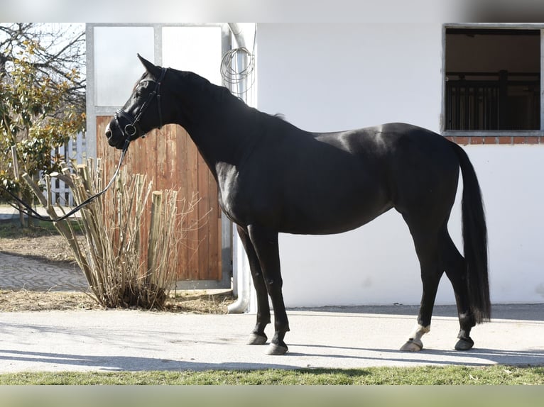 Oostenrijks warmbloed Merrie 10 Jaar 167 cm Zwart in Ebenfurth