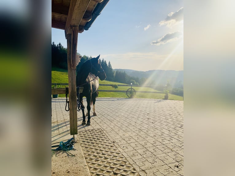 Oostenrijks warmbloed Merrie 10 Jaar 168 cm Donkerbruin in St.Thomas