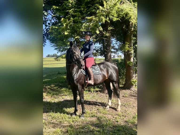 Oostenrijks warmbloed Merrie 10 Jaar 168 cm Donkerbruin in Pelmberg