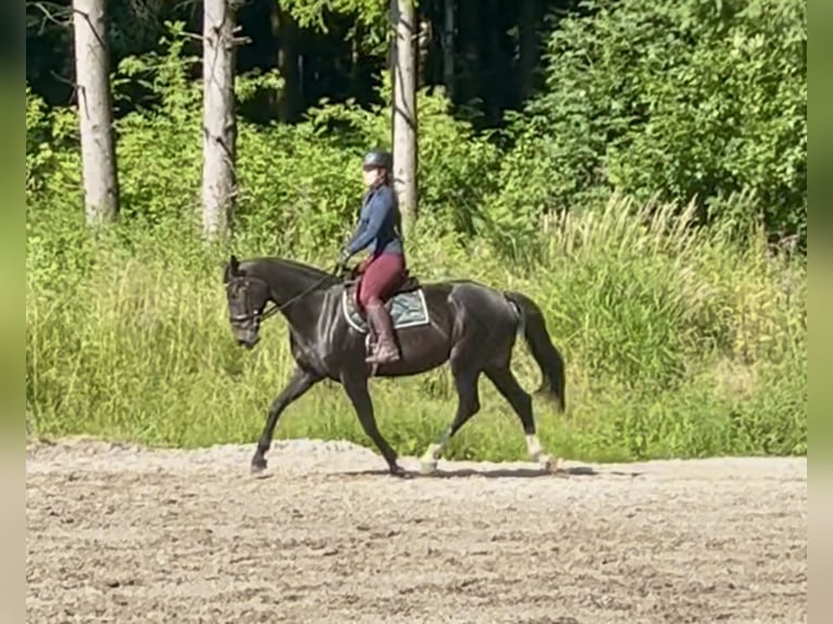 Oostenrijks warmbloed Merrie 10 Jaar 168 cm Donkerbruin in Pelmberg