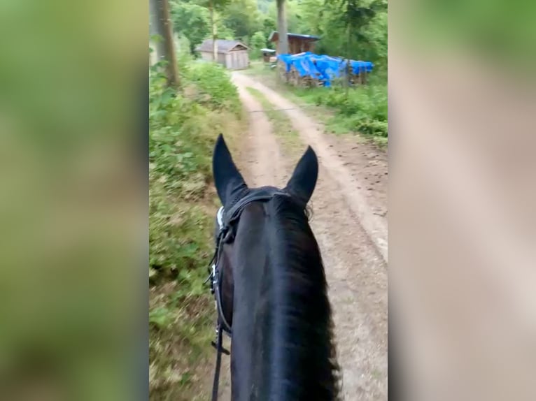 Oostenrijks warmbloed Merrie 10 Jaar 168 cm Donkerbruin in Pelmberg