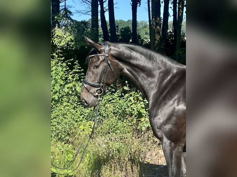 Oostenrijks warmbloed Merrie 10 Jaar 168 cm Donkerbruin in Pelmberg