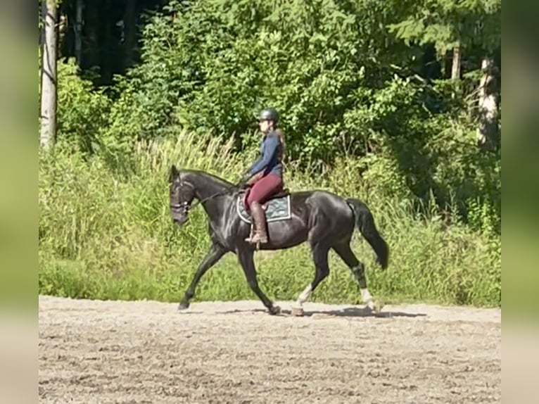 Oostenrijks warmbloed Merrie 10 Jaar 168 cm Donkerbruin in Pelmberg