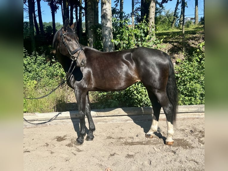 Oostenrijks warmbloed Merrie 10 Jaar 168 cm Donkerbruin in Pelmberg