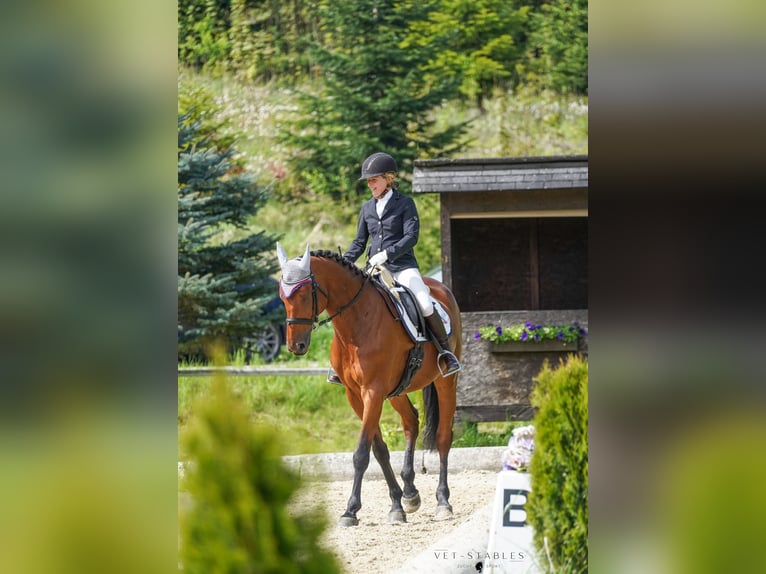 Oostenrijks warmbloed Merrie 10 Jaar 170 cm Bruin in Entschendorf