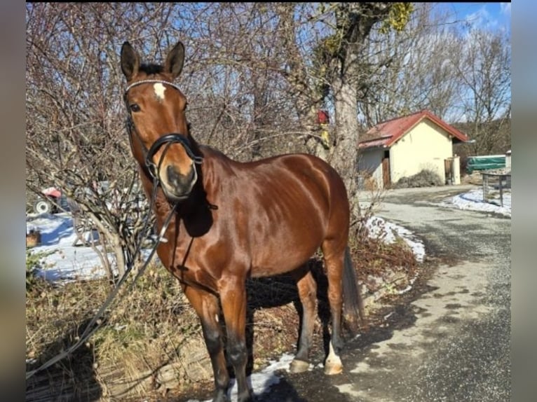 Oostenrijks warmbloed Merrie 10 Jaar 170 cm Bruin in Graz