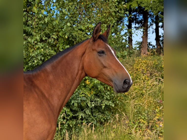 Oostenrijks warmbloed Merrie 10 Jaar 173 cm Bruin in Pelmberg