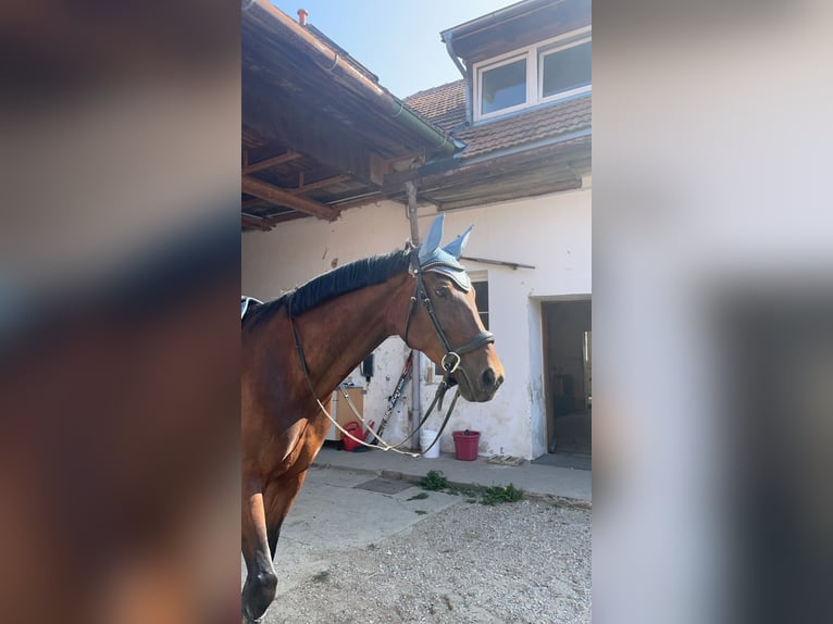 Oostenrijks warmbloed Merrie 10 Jaar 175 cm Bruin in Spratzern