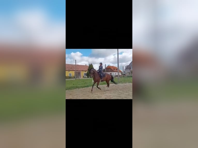 Oostenrijks warmbloed Merrie 10 Jaar 175 cm Bruin in Spratzern