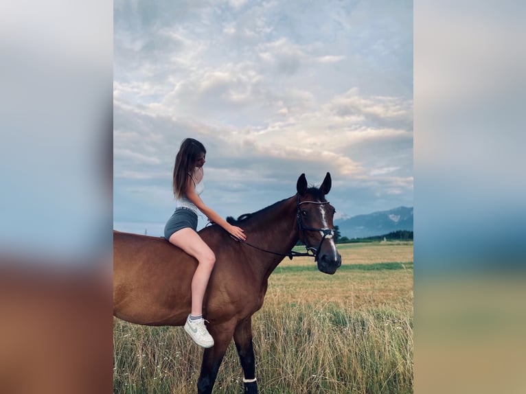 Oostenrijks warmbloed Merrie 10 Jaar 175 cm Bruin in Villach