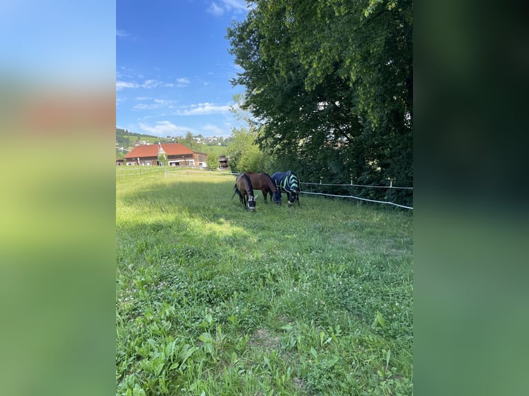 Oostenrijks warmbloed Merrie 11 Jaar 160 cm Bruin in Steinakirchen