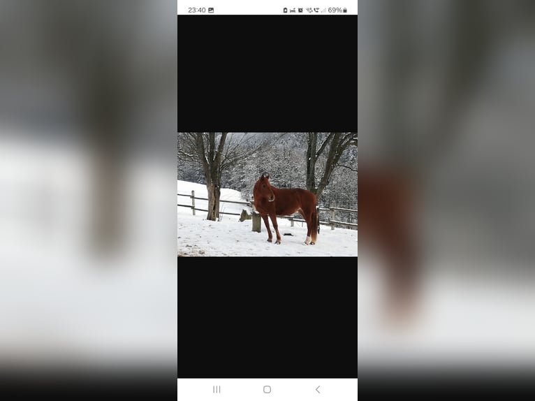Oostenrijks warmbloed Merrie 11 Jaar 160 cm Vos in Neuhofen ybbs