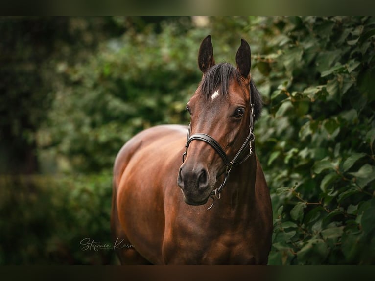 Oostenrijks warmbloed Merrie 11 Jaar 162 cm Bruin in Gallneukirchen