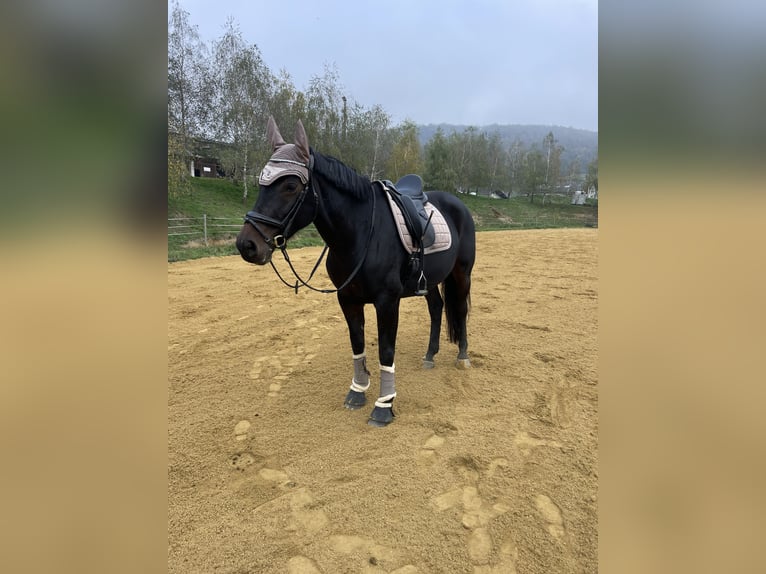 Oostenrijks warmbloed Merrie 11 Jaar 162 cm Bruin in Gallneukirchen
