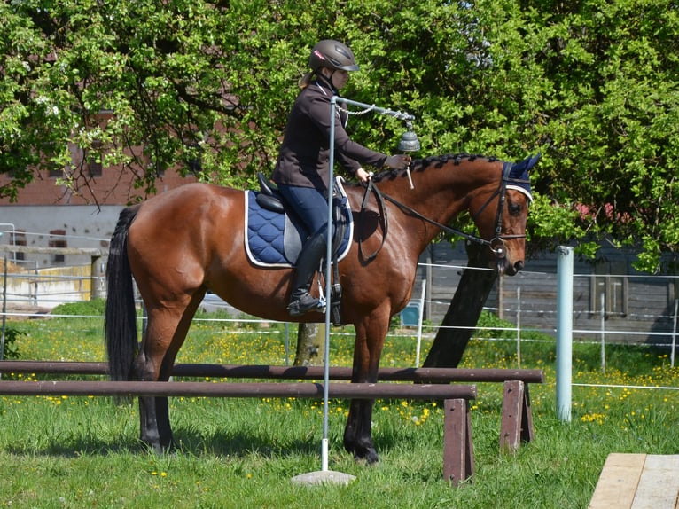 Oostenrijks warmbloed Merrie 11 Jaar 165 cm Bruin in Gramastetten