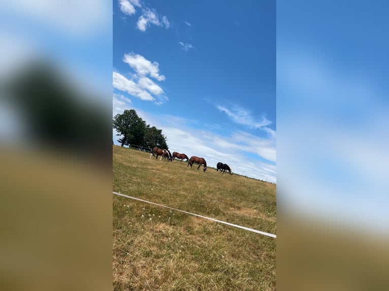 Oostenrijks warmbloed Merrie 11 Jaar 165 cm Bruin in Leopoldsdorf