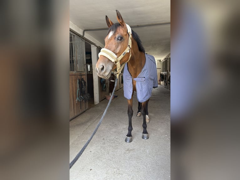 Oostenrijks warmbloed Merrie 11 Jaar 167 cm Bruin in Vilsbiburg