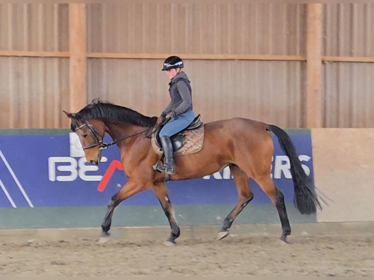 Oostenrijks warmbloed Merrie 11 Jaar 172 cm Bruin in Schattendorf