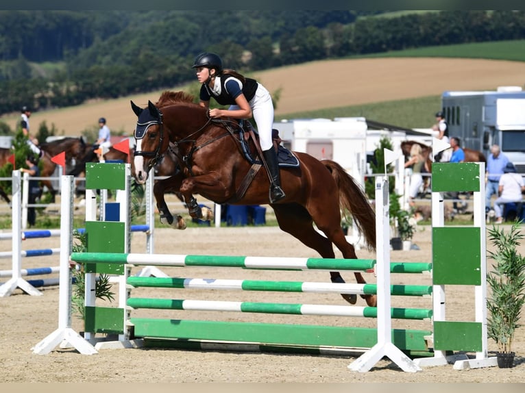 Oostenrijks warmbloed Merrie 11 Jaar 172 cm Vos in Blekendorf
