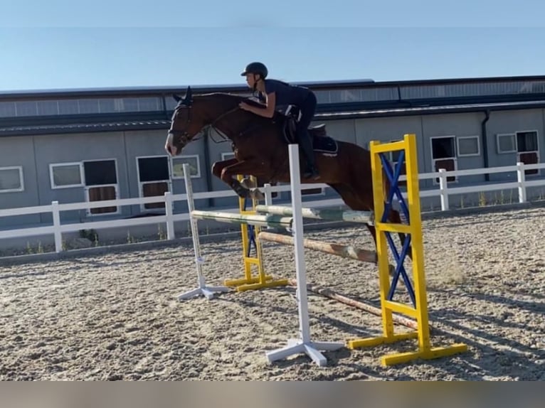 Oostenrijks warmbloed Merrie 11 Jaar 172 cm Vos in Blekendorf