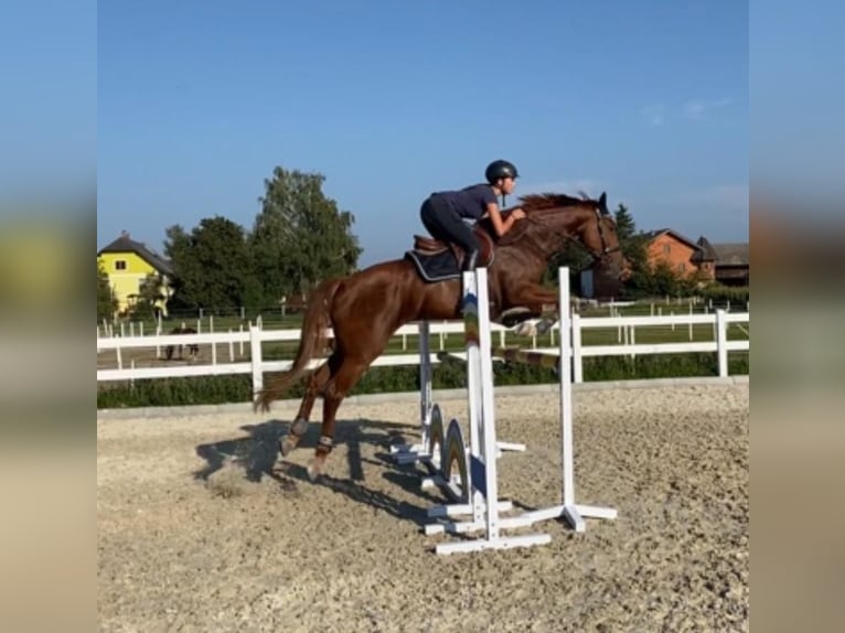 Oostenrijks warmbloed Merrie 11 Jaar 172 cm Vos in Blekendorf