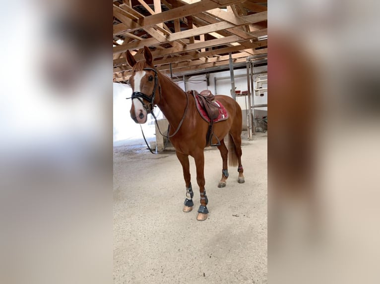 Oostenrijks warmbloed Merrie 11 Jaar 172 cm Vos in Blekendorf