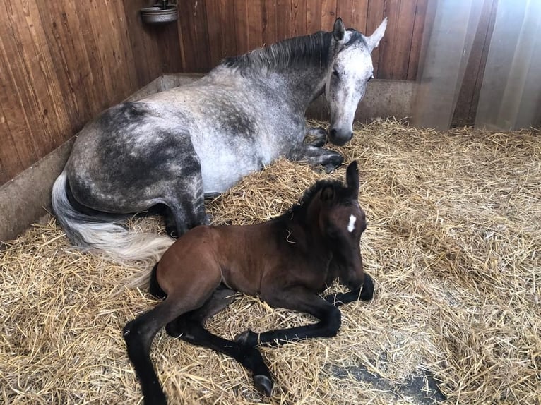 Oostenrijks warmbloed Merrie 11 Jaar 173 cm Vliegenschimmel in Stubenberg am See