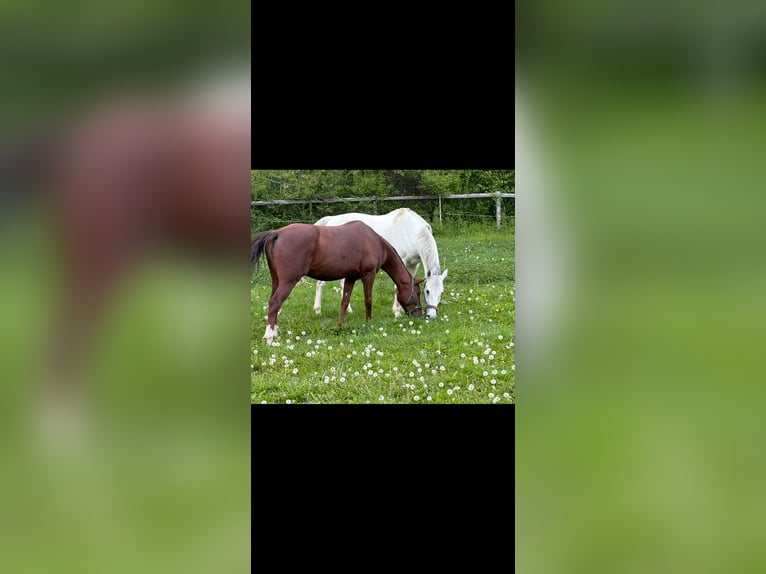 Oostenrijks warmbloed Merrie 12 Jaar 158 cm Donkere-vos in Klgenfurt