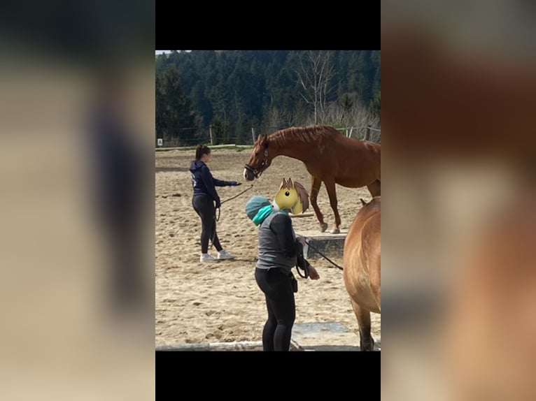 Oostenrijks warmbloed Merrie 12 Jaar 164 cm Vos in UntergriesbachUntergriesbach