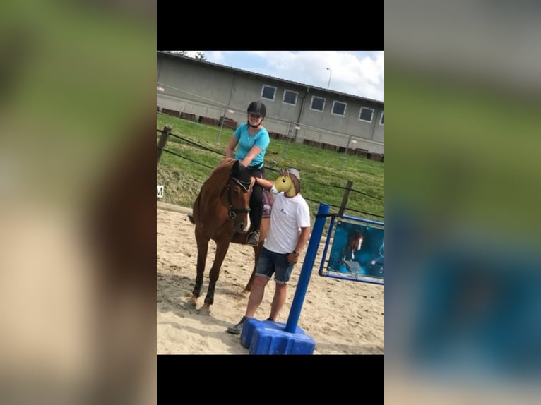 Oostenrijks warmbloed Merrie 12 Jaar 164 cm Vos in UntergriesbachUntergriesbach