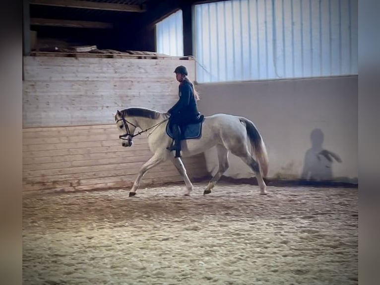 Oostenrijks warmbloed Merrie 12 Jaar 168 cm Schimmel in Pelmberg