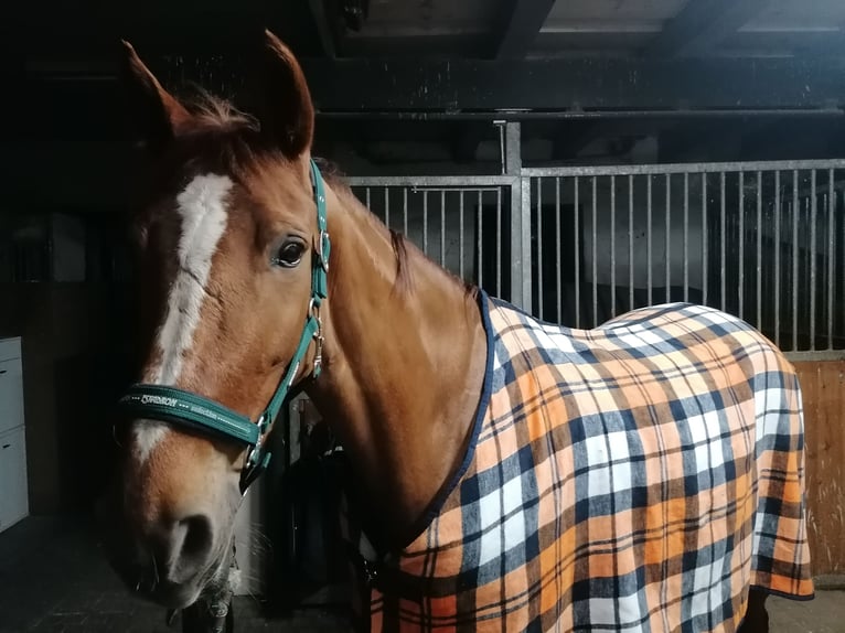 Oostenrijks warmbloed Merrie 12 Jaar 173 cm Vos in Sachendorf