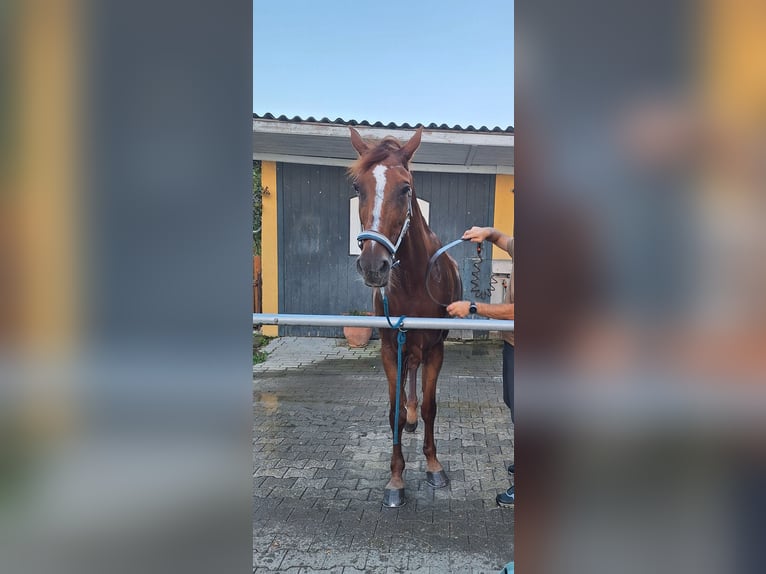 Oostenrijks warmbloed Merrie 12 Jaar 173 cm Vos in Sachendorf