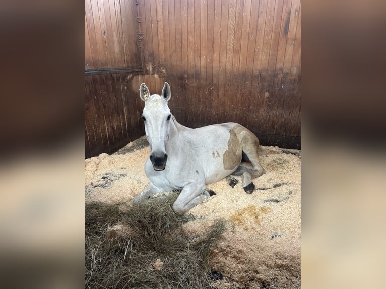 Oostenrijks warmbloed Merrie 12 Jaar 174 cm Schimmel in Ebreichsdorf