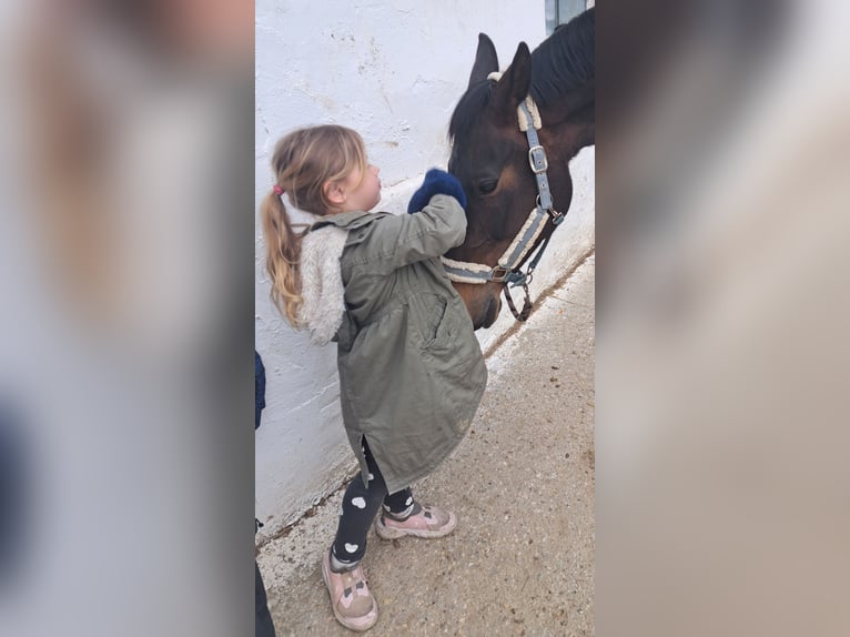 Oostenrijks warmbloed Merrie 12 Jaar Donkerbruin in Eichgraben