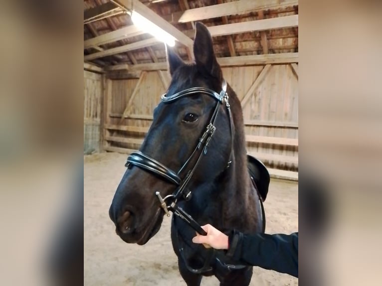 Oostenrijks warmbloed Merrie 13 Jaar 155 cm Zwart in Königsbrunn am Wagram