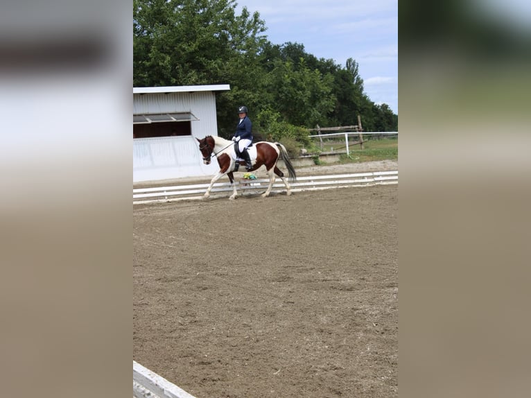 Oostenrijks warmbloed Merrie 13 Jaar 158 cm Gevlekt-paard in Berndorf